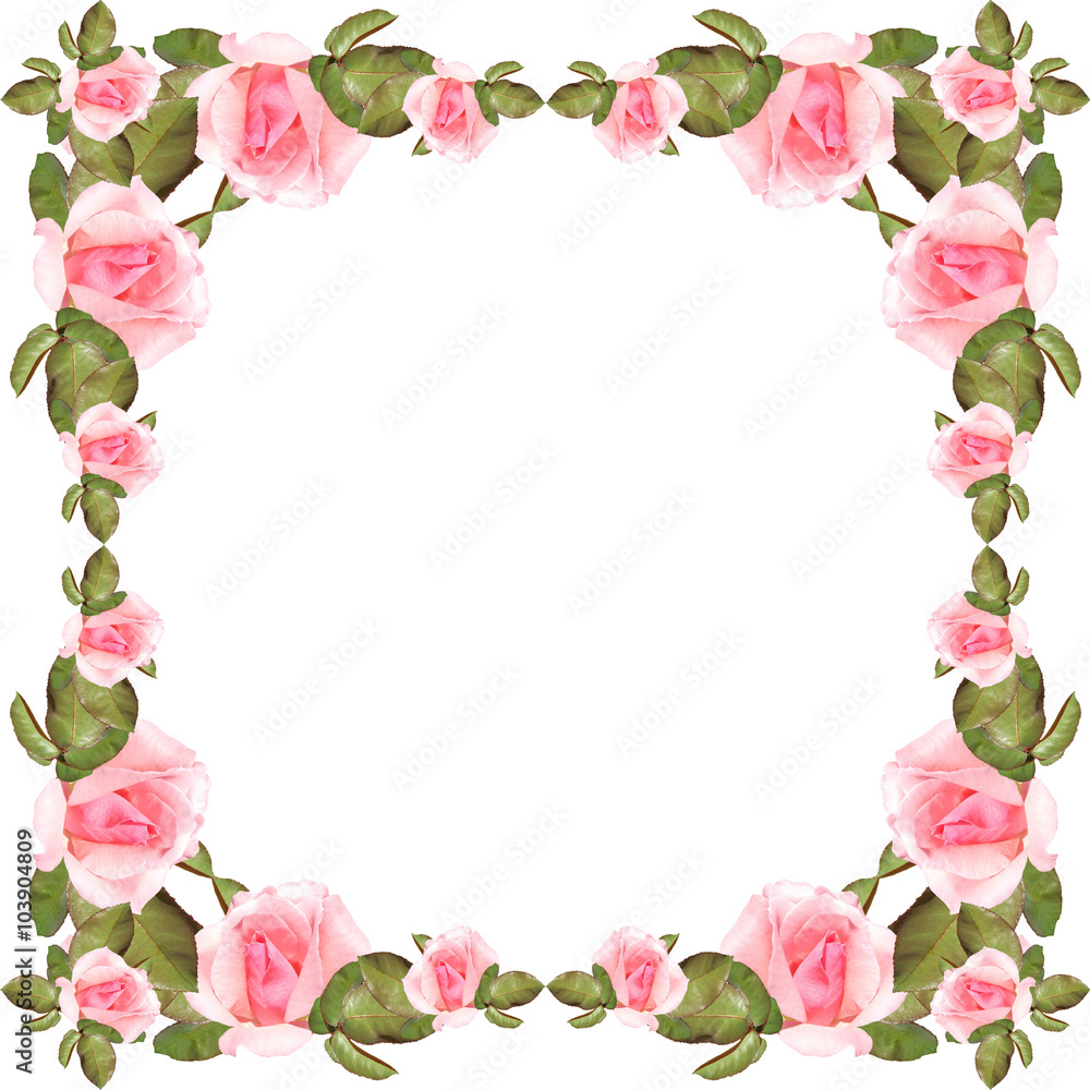 custom made wallpaper toronto digitalPink roses on a white background