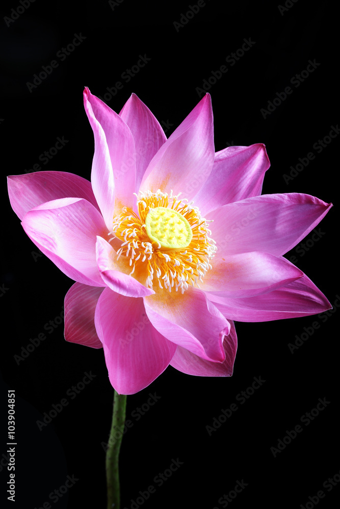lotus flower isolated on black background lotus flower isolated on black background