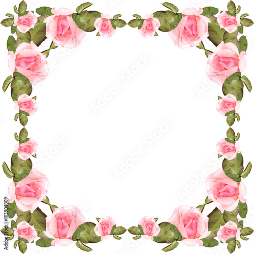 Wallpaper Mural Pink roses on a white background  Torontodigital.ca