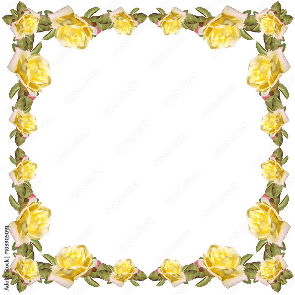 Yellow roses on the white background