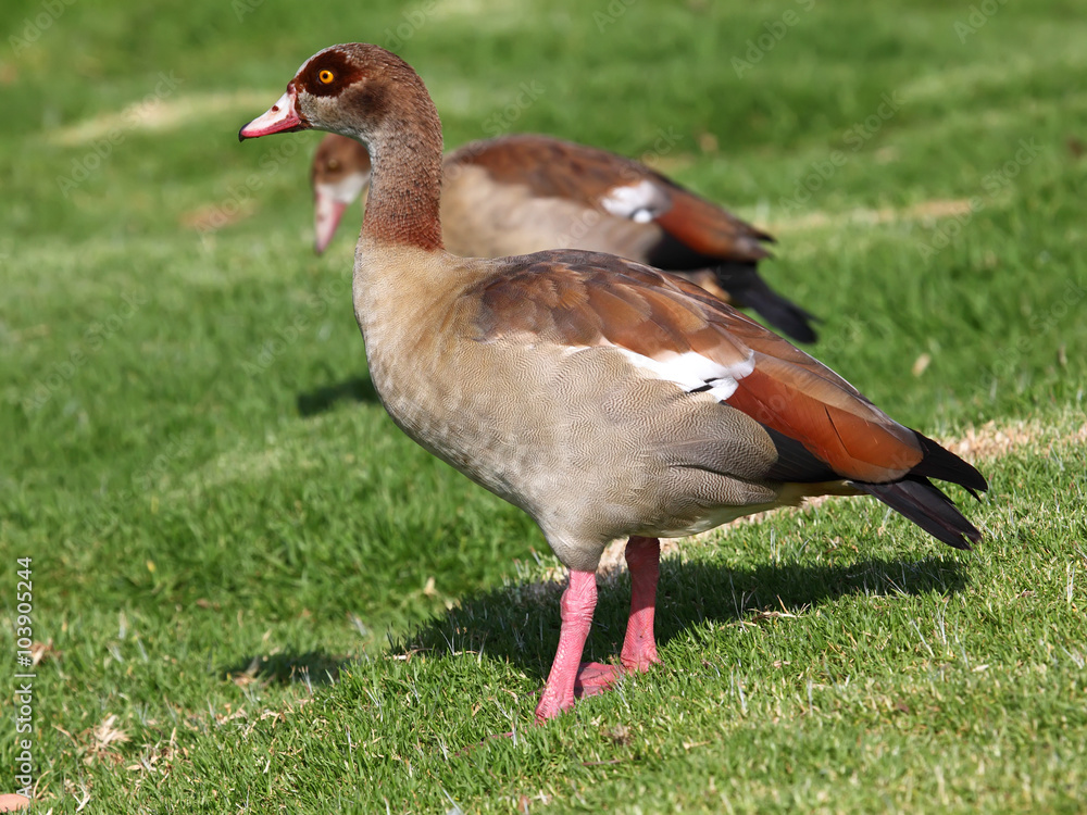 Egyptian Goose on the green grass closeup Egyptian Goose on the green grass closeup