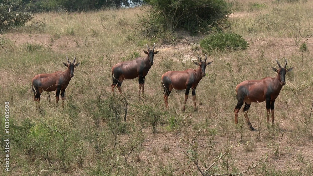 A group of Antelopes(Topi) in the Akagera national park. A group of Antelopes(Topi) in the Akagera national park.