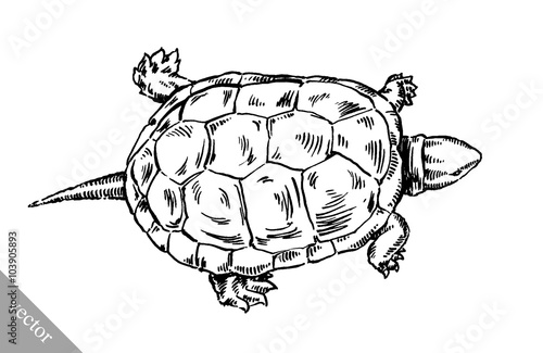 engrave ink draw turtle illustration