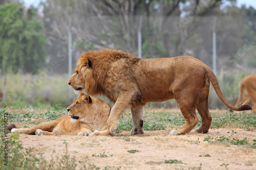 Male and female lion © leonidp