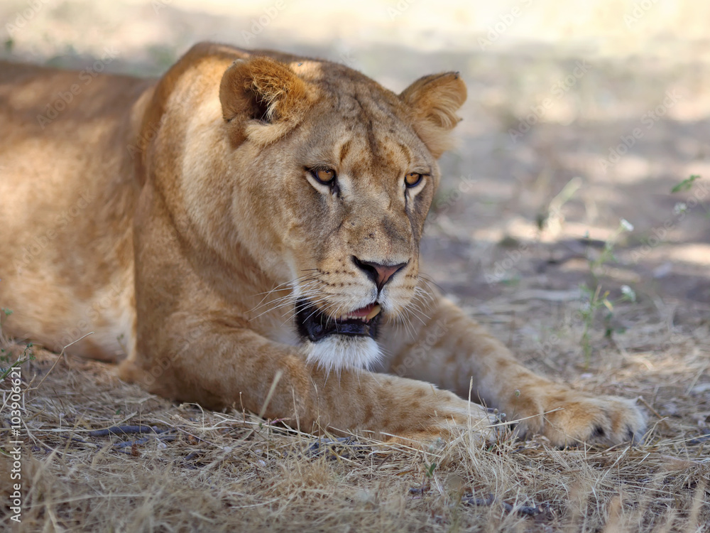 Fototapeta premium Close Up picture of lioness resting in the grass
