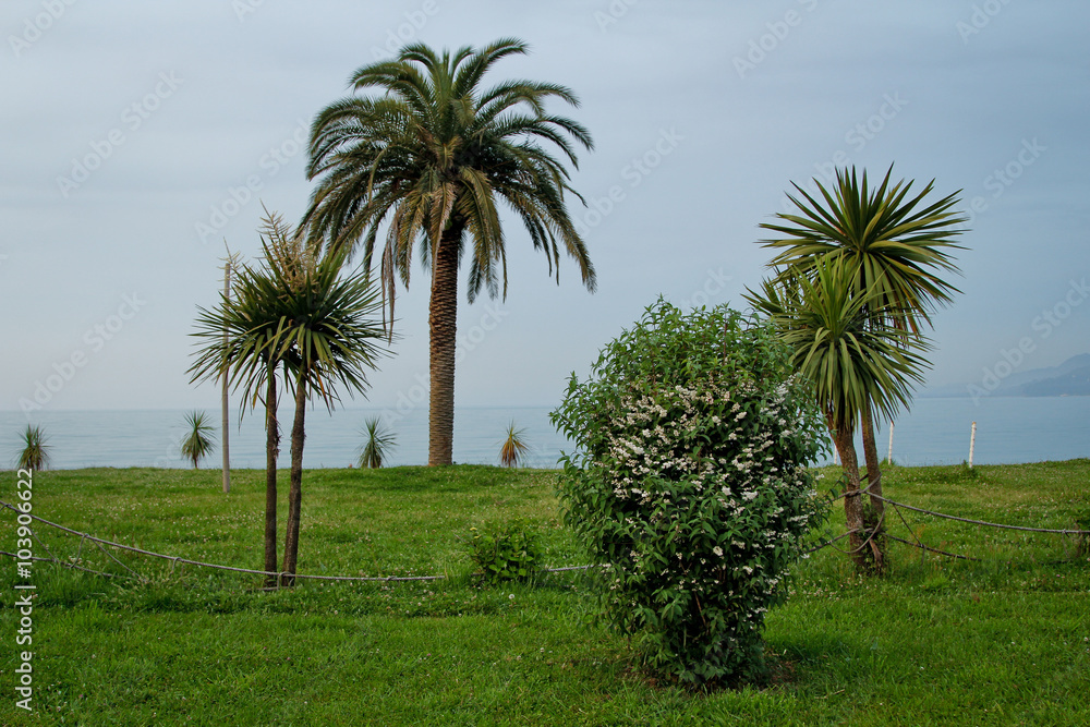 Exotic plants on the Black Sea coast. Batumi in Georgia Exotic plants on the Black Sea coast. Batumi in Georgia