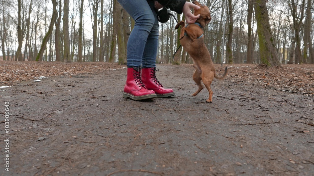 Girl and her dog playing in a park in autumn or spring. Girl and her dog playing in a park in autumn or spring.