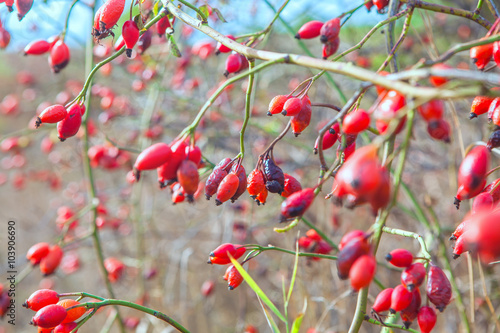brier red berries