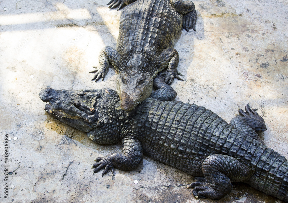 crocodiles close up on a crocodile farm crocodiles close up on a crocodile farm