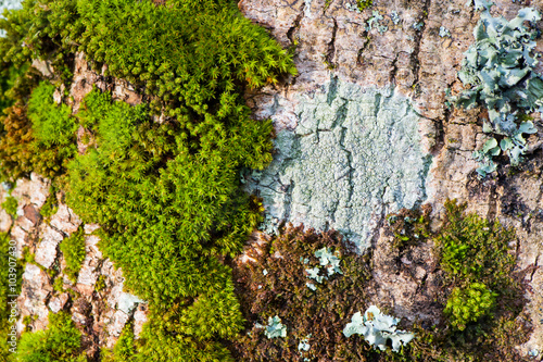 Moss and fungus tree trunk background texture