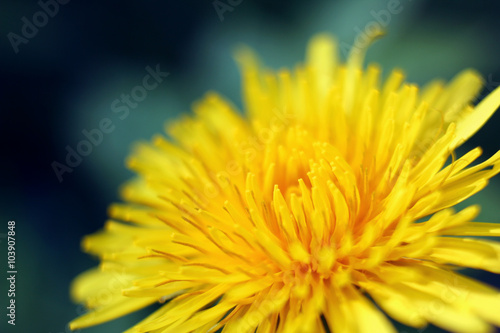 Beautiful fresh yellow flower heads over green natural background