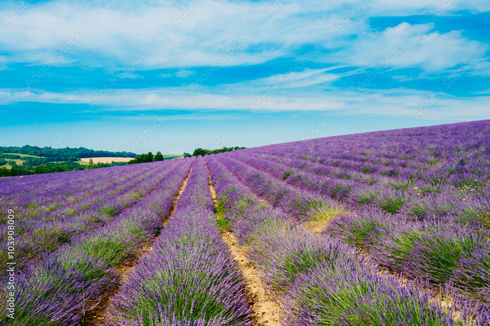 Scenic View of Blooming Bright Purple Lavender Flowers Field in Scenic View of Blooming Bright Purple Lavender Flowers Field in