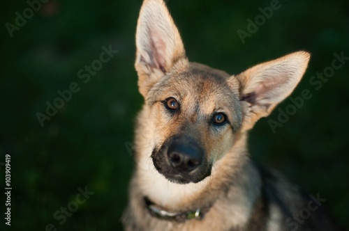 Valokuva crossbred dog