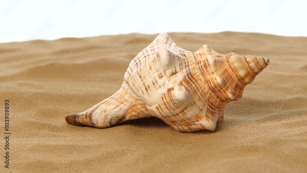 Sea shells with sand, white, rotation, closeup Sea shells with sand, white, rotation, closeup