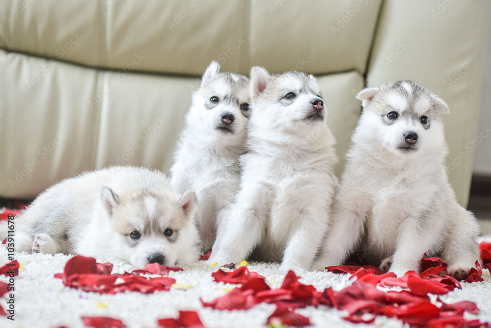 Fototapeta premium Siberian husky puppy with blue eyes
