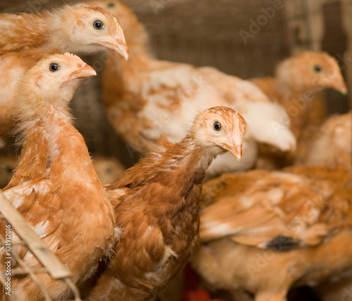 Chickens. Poultry farm © kharhan