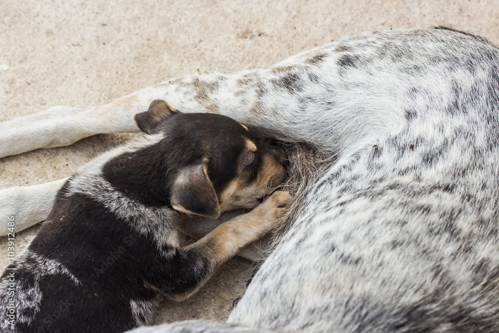 Puppies drinking milk from their mother dog, Thailand dog. Puppies drinking milk from their mother dog, Thailand dog.