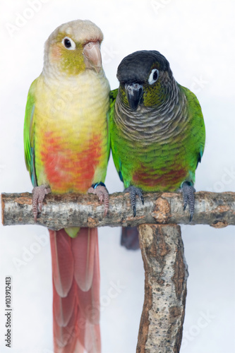 Cinnamon mutation and Normal Green Cheeked Conure Parakeets photo