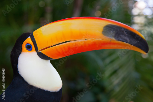 Colorful tucan