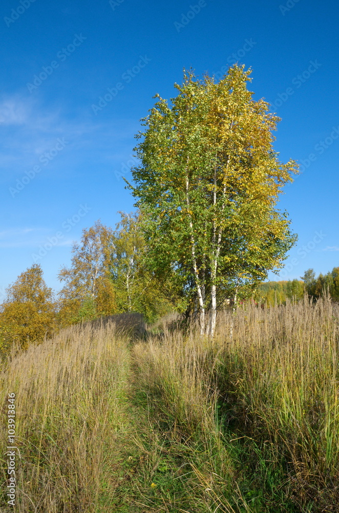 Autumn landscape with birches Autumn landscape with birches