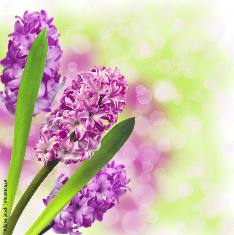 Obraz premium Pink hyacinth isolated on white background