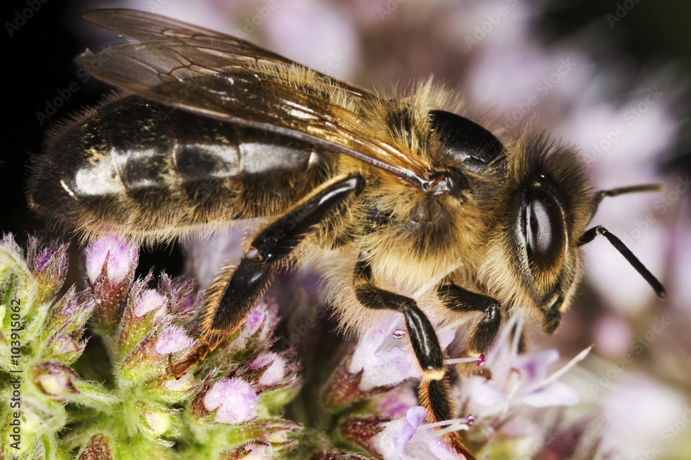European honey bee (Apis mellifera) assembling pollen (nectar) from flowers European honey bee (Apis mellifera) assembling pollen (nectar) from flowers