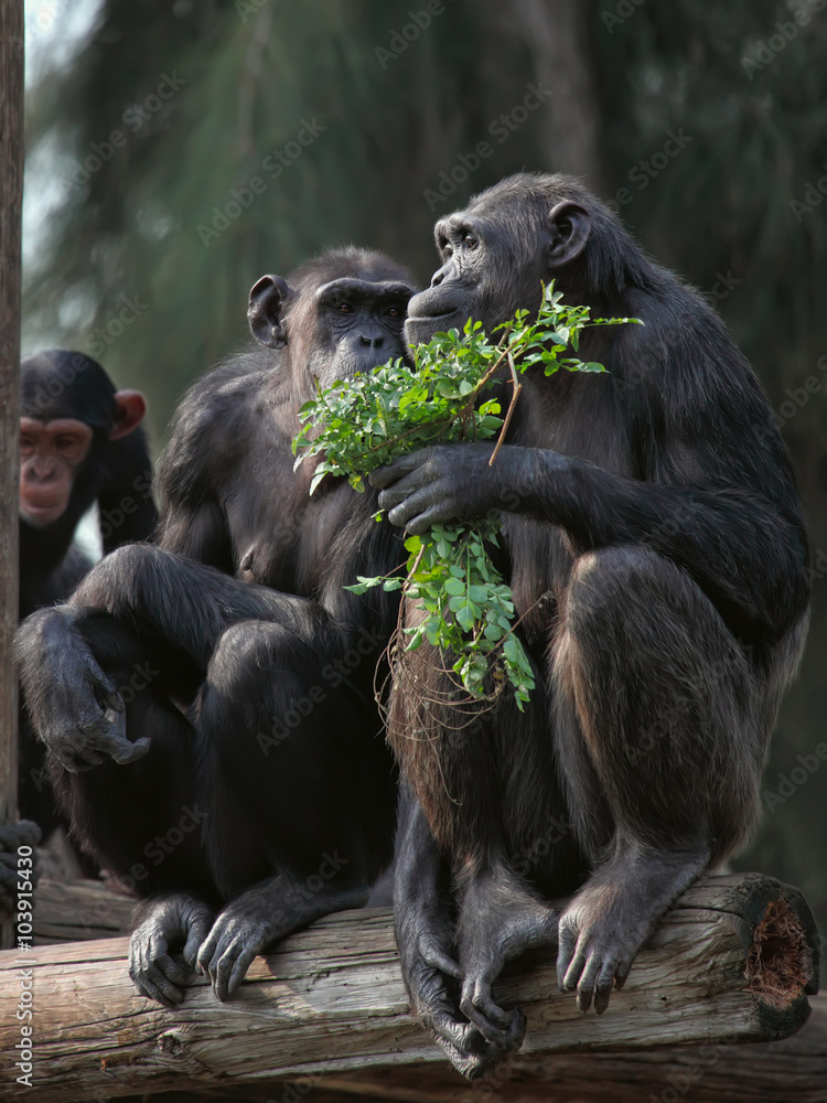 Fototapeta premium chimpanzee family