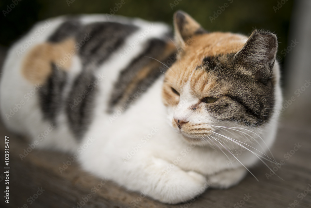 猫 猫