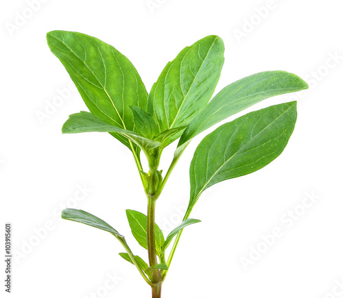 Sweet basil leaves on white background