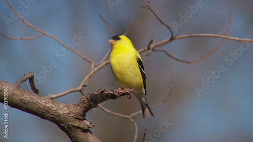 American Goldfinch (Carduelis tristis) - Male 3
