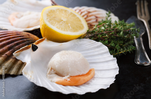 Raw fresh scallops in the shell with  lemon