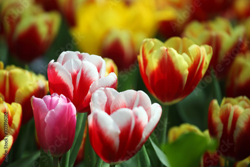 colorful tulip flower as background.