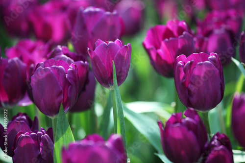 colorful tulip flower