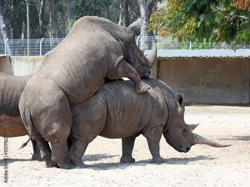 rhinoceros mating