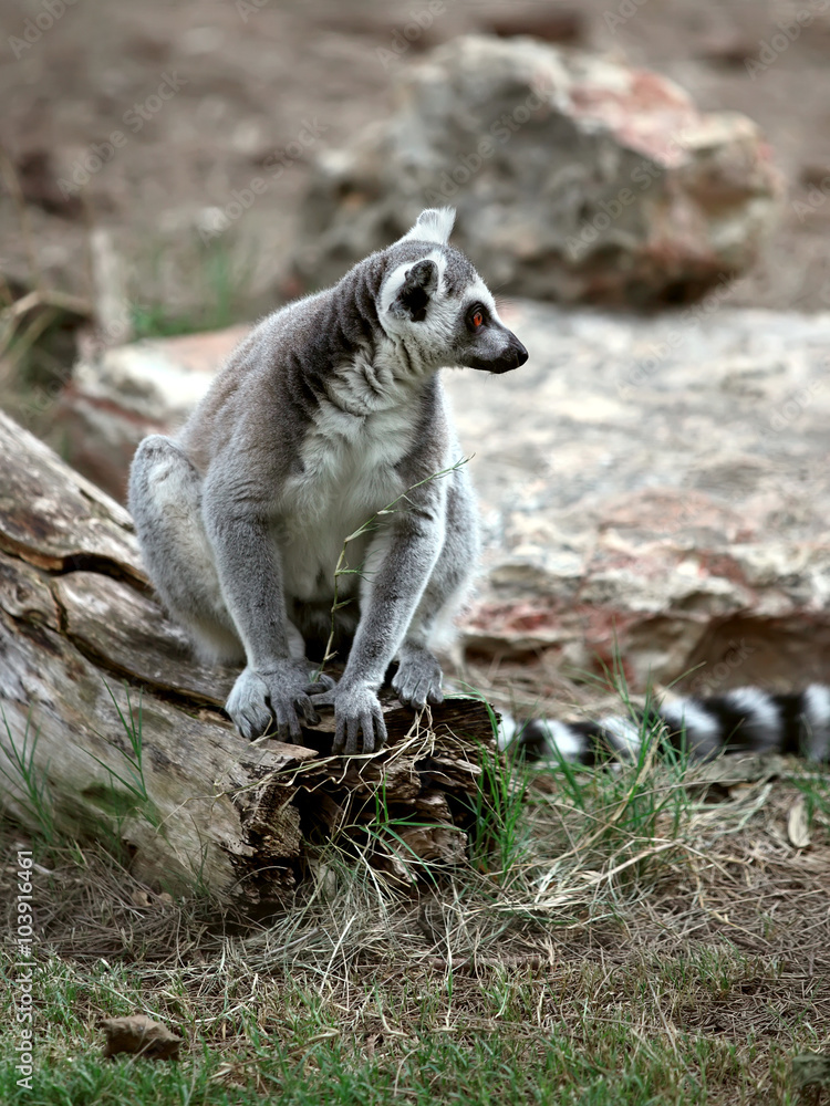 Fototapeta premium lemur