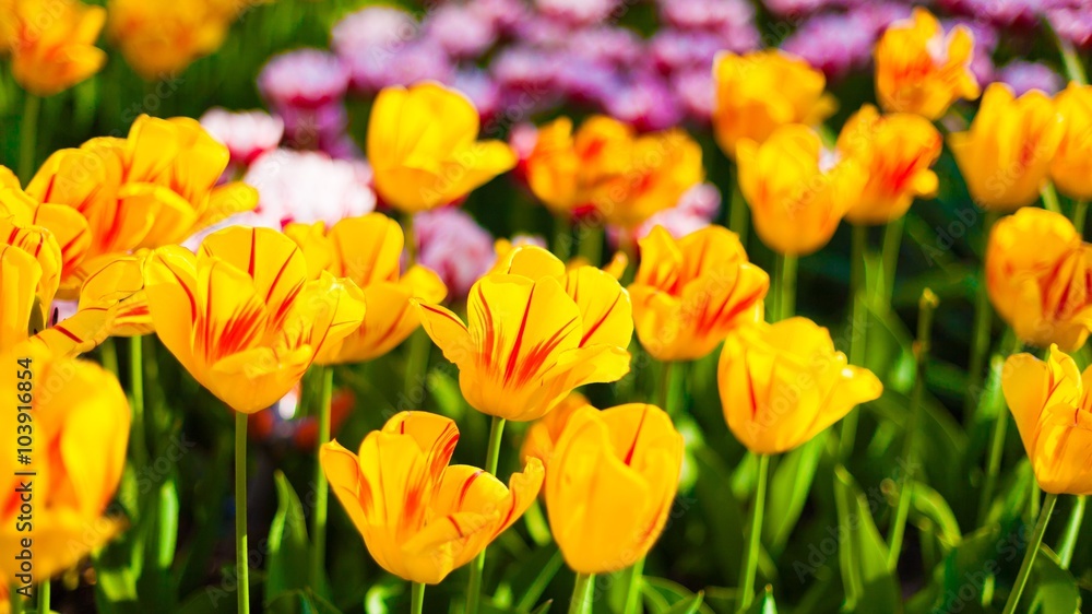 tulips tulips