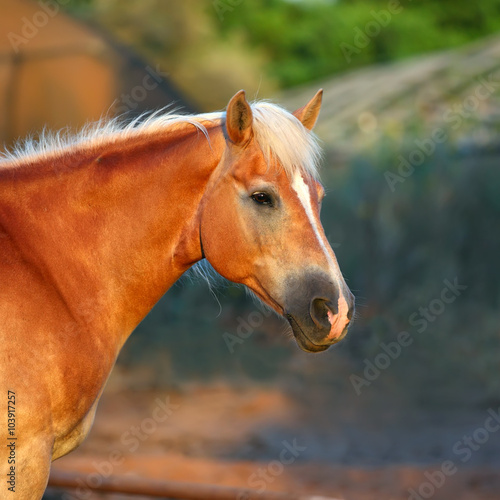 haflinger horse © leonidp