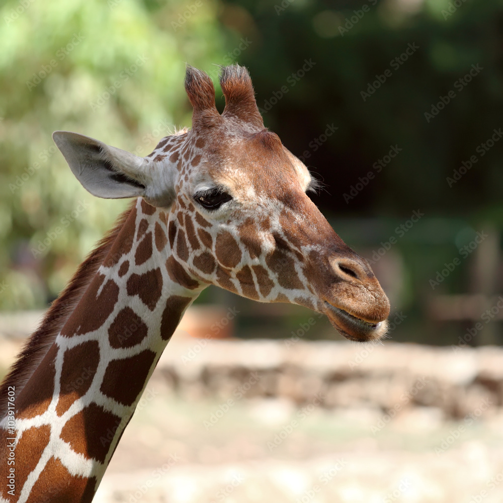 Naklejka premium giraffe