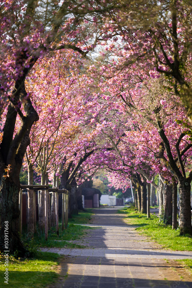 Cherry Blossom. Blossom tree over nature background. Spring flow