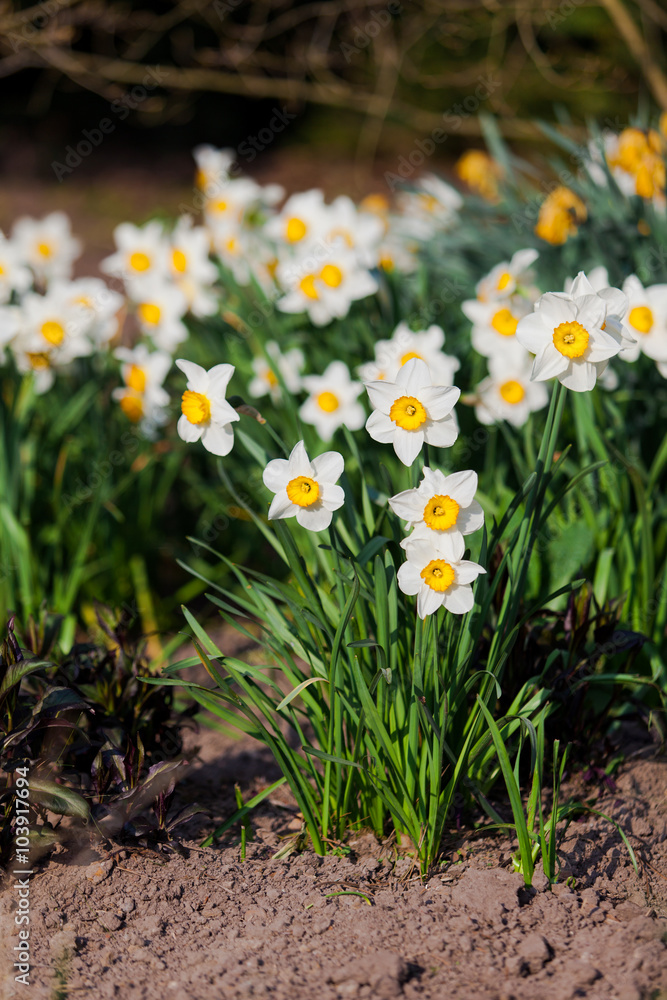 Fototapeta premium narcissus flowers