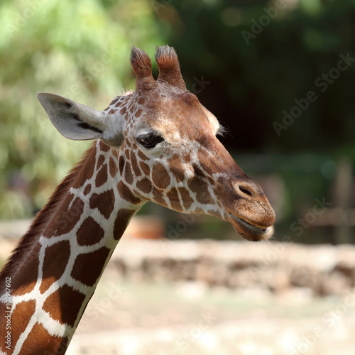 giraffe © leonidp
