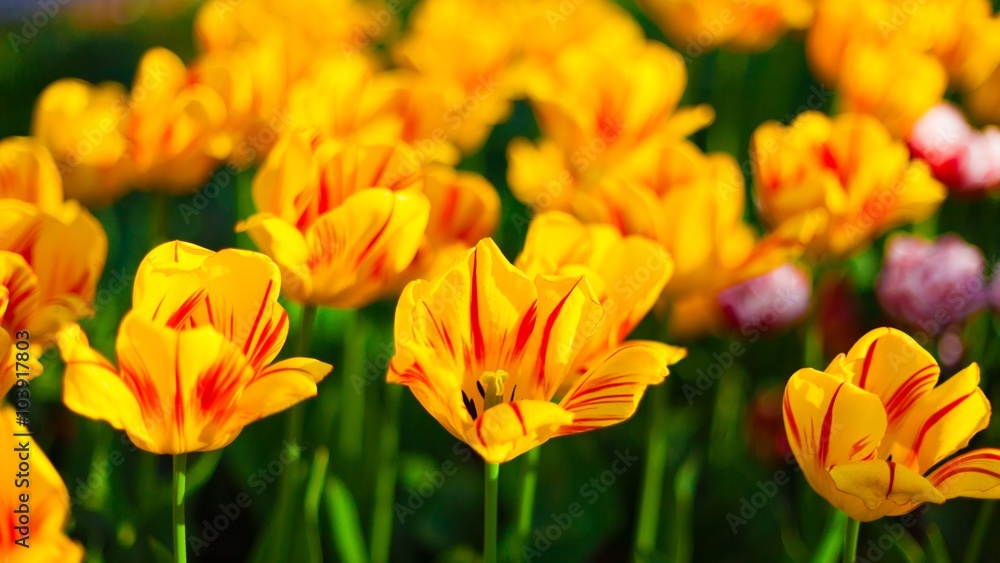 tulips tulips