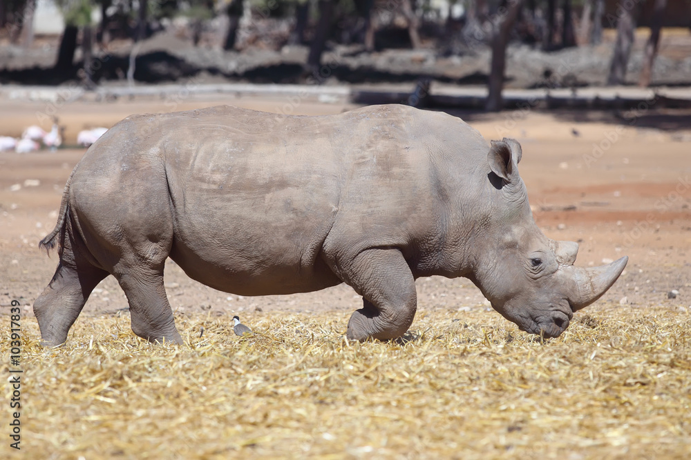 Naklejka premium nosorożec
