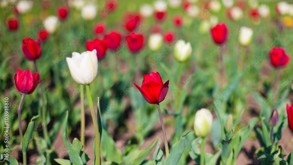 tulips tulips