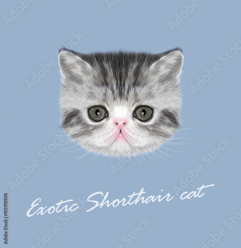 Exotic Shorthair Kitten