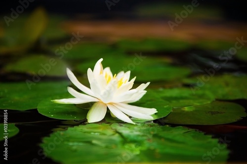 waterlily flower