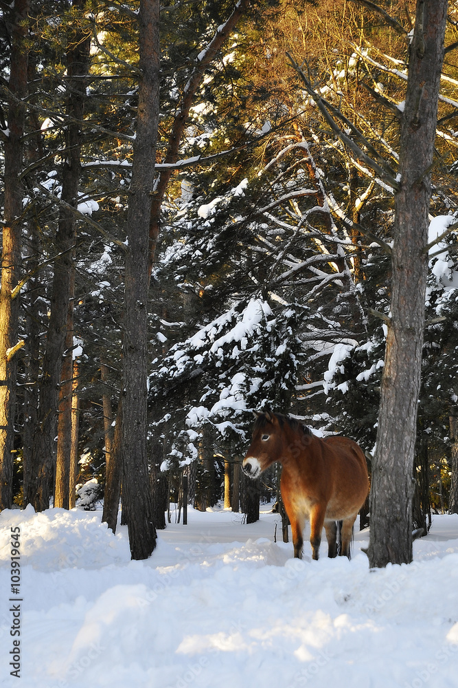 Wildhorse in snowy landscape in Lojsta Hed Gotland Sweden, vildhäst i snöigt landskap.