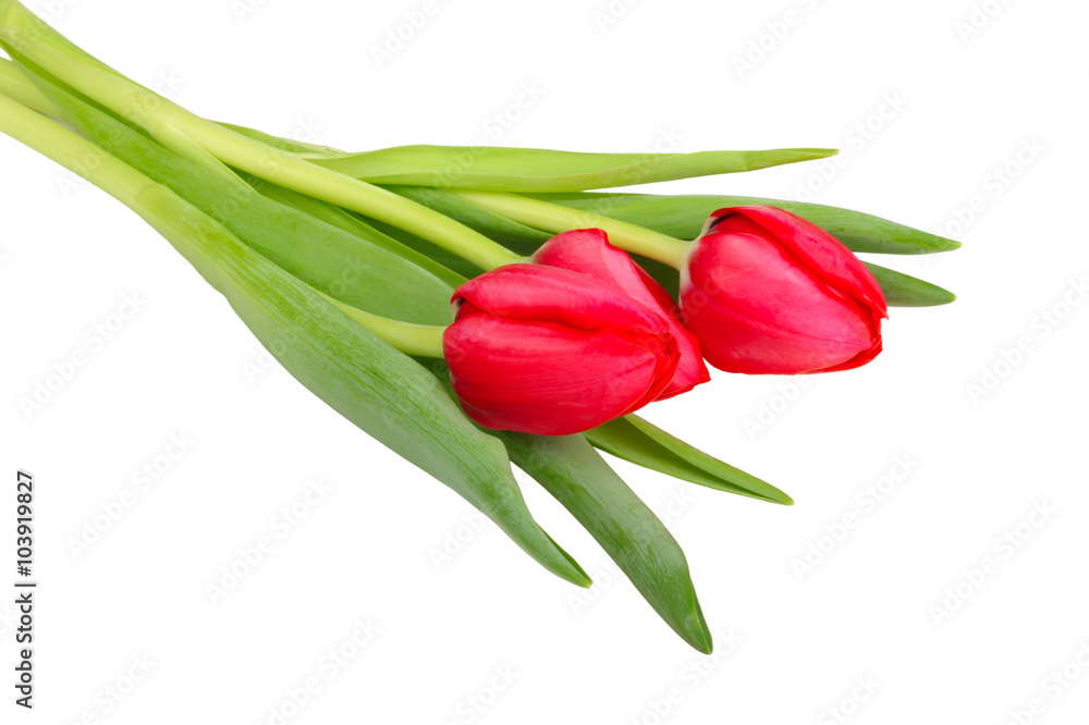 Obraz premium red tulips