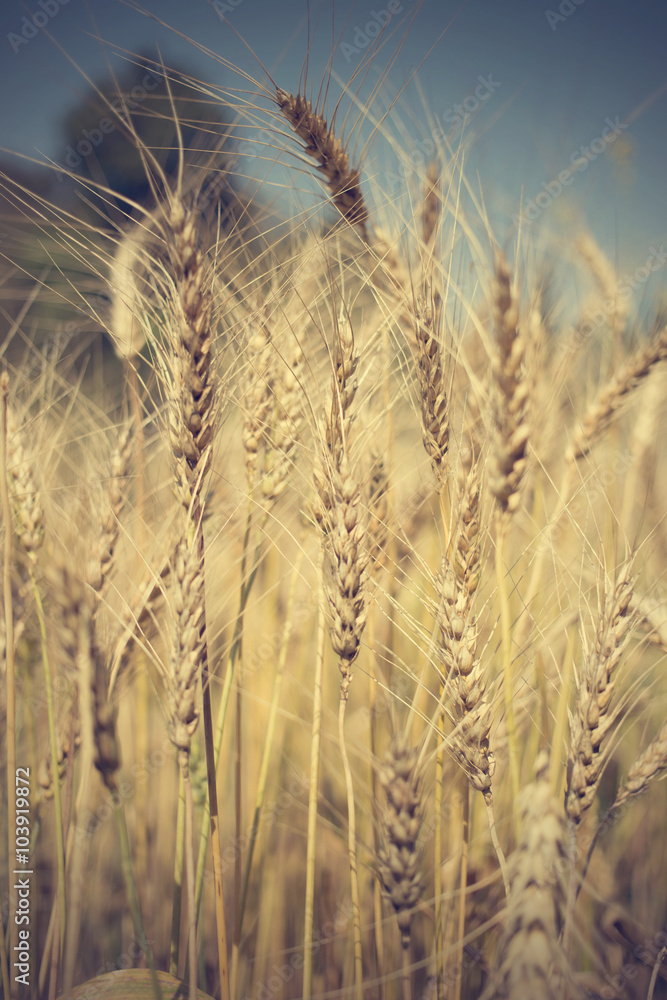 Fototapeta premium golden wheat field and sunny day