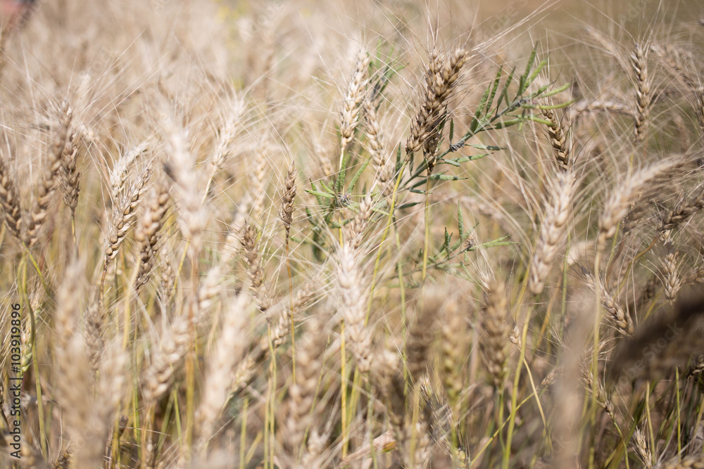 golden wheat field and sunny day golden wheat field and sunny day